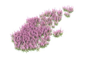 Realistic foliage isolated on transparent background. 3d rendering - illustration png