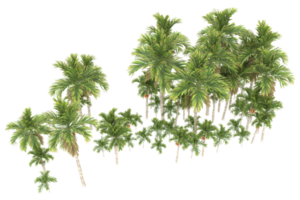 Palm trees isolated on transparent background. 3d rendering - illustration png