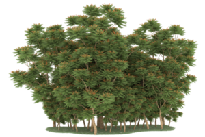 Realistic forest isolated on transparent background. 3d rendering - illustration png