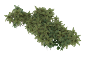 palma alberi isolato su trasparente sfondo. 3d interpretazione - illustrazione png