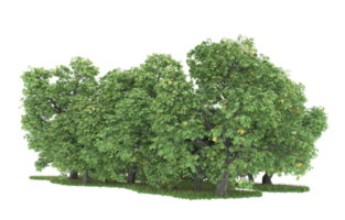 Realistic foliage isolated on transparent background. 3d rendering - illustration png