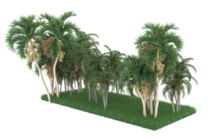 Palm trees isolated on transparent background. 3d rendering - illustration png
