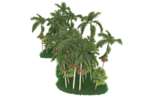 Palm trees isolated on transparent background. 3d rendering - illustration png