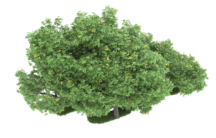 Realistic foliage isolated on transparent background. 3d rendering - illustration png