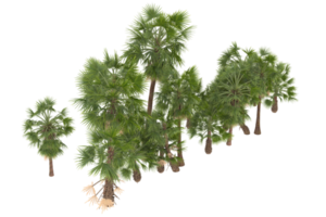 palm bomen geïsoleerd Aan transparant achtergrond. 3d renderen - illustratie png