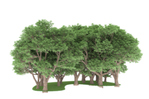 Realistic forest isolated on transparent background. 3d rendering - illustration png