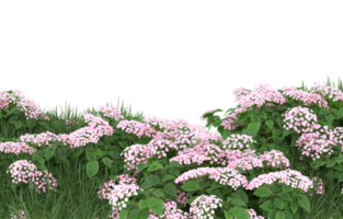 Realistic foliage isolated on transparent background. 3d rendering - illustration png