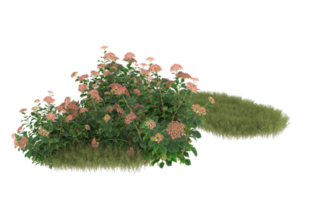 Realistic foliage isolated on transparent background. 3d rendering - illustration png