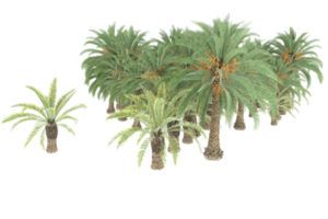 Palm trees isolated on transparent background. 3d rendering - illustration png