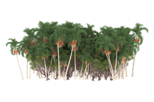 Palm trees isolated on transparent background. 3d rendering - illustration png