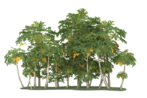 Realistic forest isolated on transparent background. 3d rendering - illustration png