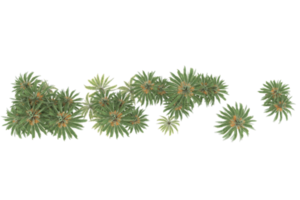 Palm trees isolated on transparent background. 3d rendering - illustration png
