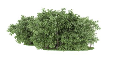 forêt réaliste isolée sur fond transparent. rendu 3d - illustration png