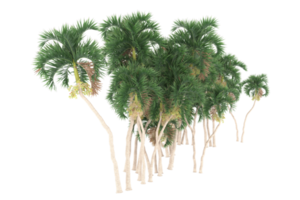 Palm trees isolated on transparent background. 3d rendering - illustration png
