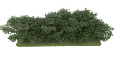 Realistic forest isolated on transparent background. 3d rendering - illustration png