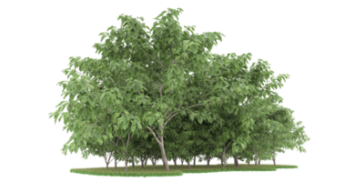 Realistic forest isolated on transparent background. 3d rendering - illustration png