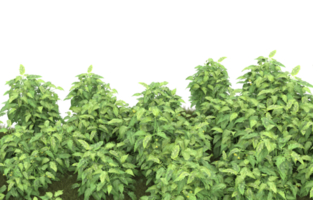 Realistic foliage isolated on transparent background. 3d rendering - illustration png