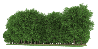 Realistic forest isolated on transparent background. 3d rendering - illustration png