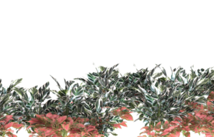 Realistic foliage isolated on transparent background. 3d rendering - illustration png