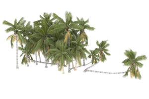 Palm trees isolated on transparent background. 3d rendering - illustration png