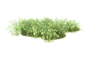 Realistic foliage isolated on transparent background. 3d rendering - illustration png