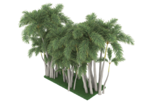 Palm trees isolated on transparent background. 3d rendering - illustration png