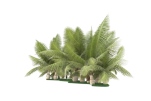 palm bomen geïsoleerd Aan transparant achtergrond. 3d renderen - illustratie png