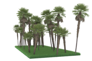 palm bomen geïsoleerd Aan transparant achtergrond. 3d renderen - illustratie png