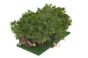 Palm trees isolated on transparent background. 3d rendering - illustration png