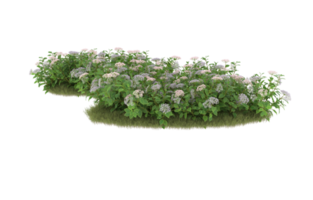 Realistic foliage isolated on transparent background. 3d rendering - illustration png