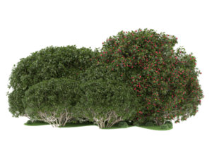 Realistic forest isolated on transparent background. 3d rendering - illustration png