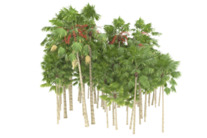 Palm trees isolated on transparent background. 3d rendering - illustration png