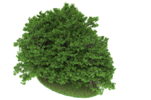 floresta realista isolada em fundo transparente. renderização 3D - ilustração png