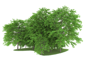 realistischer wald lokalisiert auf transparentem hintergrund. 3D-Rendering - Abbildung png