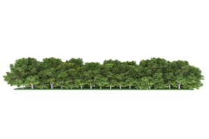 Realistic forest isolated on transparent background. 3d rendering - illustration png