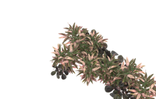 Realistic foliage isolated on transparent background. 3d rendering - illustration png