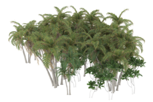 Palm trees isolated on transparent background. 3d rendering - illustration png