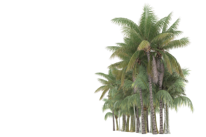 palmeiras isoladas em fundo transparente. renderização 3D - ilustração png
