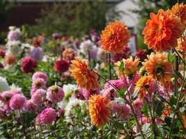 dahlias in the garden photo