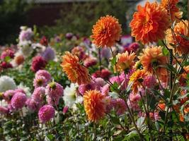 dahlias in the garden photo