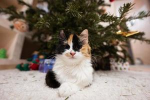 Young three color cat sits under Christmas tree. photo
