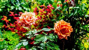 beautiful and stunning rose flowers as background photo