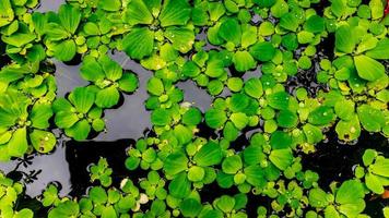 hermosa y sorprendente planta de agua verde foto