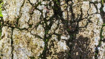 old concrete roads that have started to break down and are mossy photo