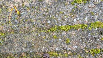 old concrete roads that have started to break down and are mossy photo
