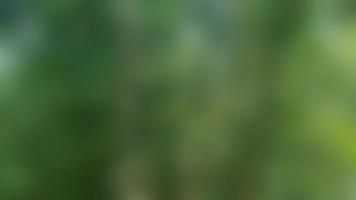 defocused bamboo trees and bamboo leaves as the background photo