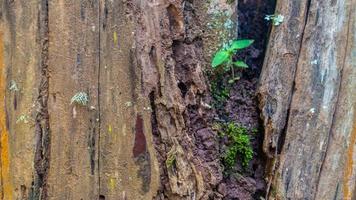 amazing wood bark texture as background photo