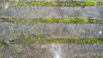 old concrete roads that have started to break down and are mossy photo
