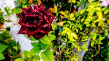 beautiful and stunning rose flowers as background photo