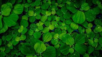 Pistia stratiotes plants floating on water photo